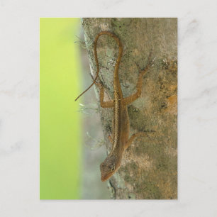 Postal Gecko