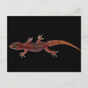 Postal Gecko