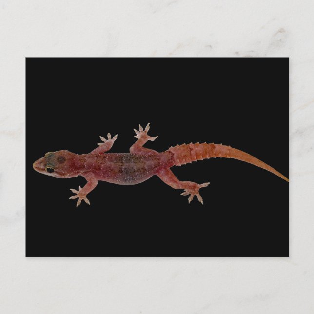 Postal Gecko (Anverso)