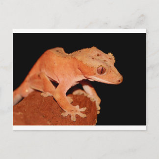 Postal gecko cretino
