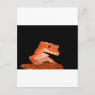 Postal gecko cretino