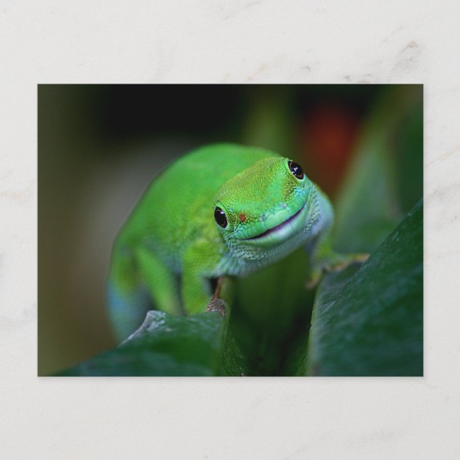 Postal Gecko del Día Verde de Madagascar (Anverso)