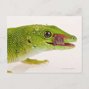 Postal Gecko diurno de Madagascar (Phelsuma madagascarien