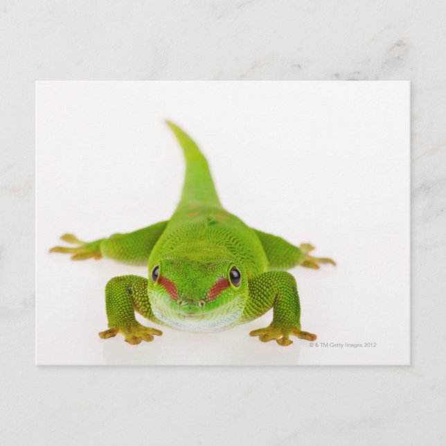 Postal Gecko diurno de Madagascar (Phelsuma madagascarien (Anverso)