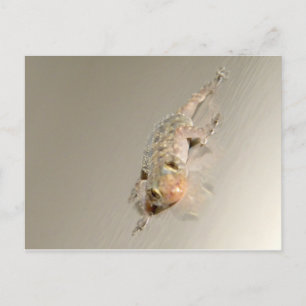 Postal Gecko en Tub
