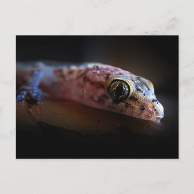 Postal Gecko Lizard (Anverso)