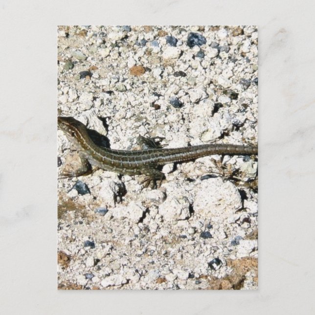 Postal Gecko Lizard (Anverso)