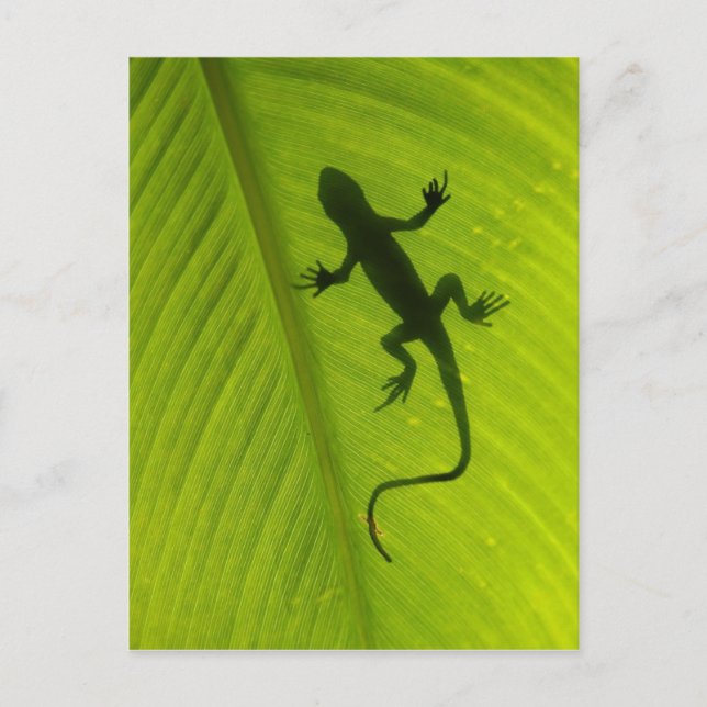 Postal Gecko Silhouette (Anverso)