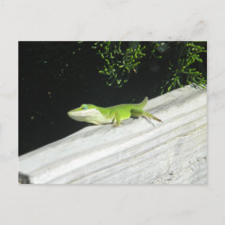 Postal Gecko verde salvaje