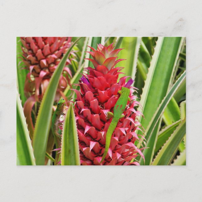 Postal Geckos del día del polvo de oro en una piña (Anverso)