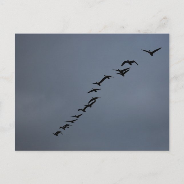 Postal Geese (Anverso)