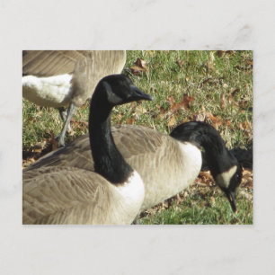 Postal Geese