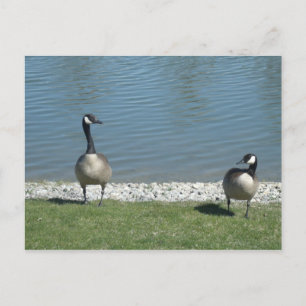 Postal Geese