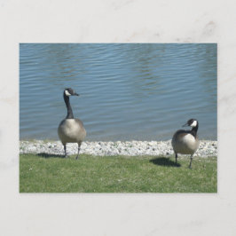 Postal Geese
