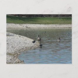 Postal Geese