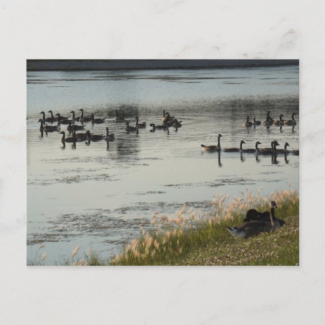 Postal Geese (Anverso)