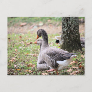 Postal Geese