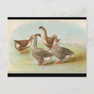 Postal Geese