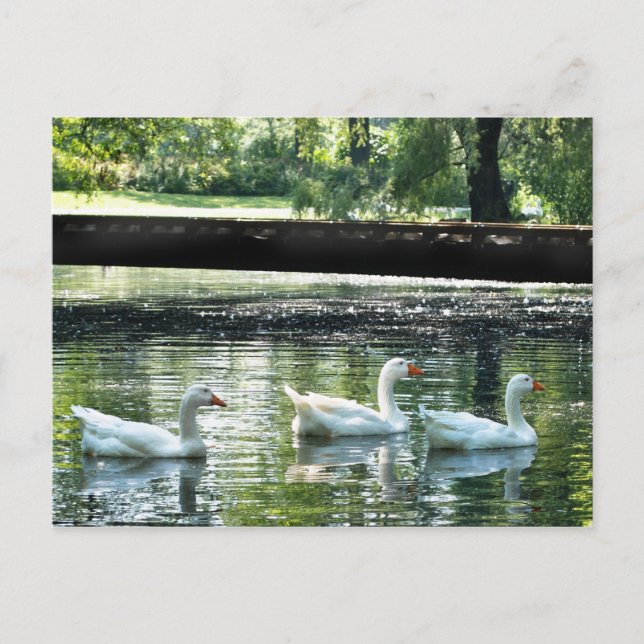 Postal Geese (Anverso)