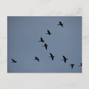 Postal Geese