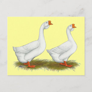 Postal Geese africano blanco