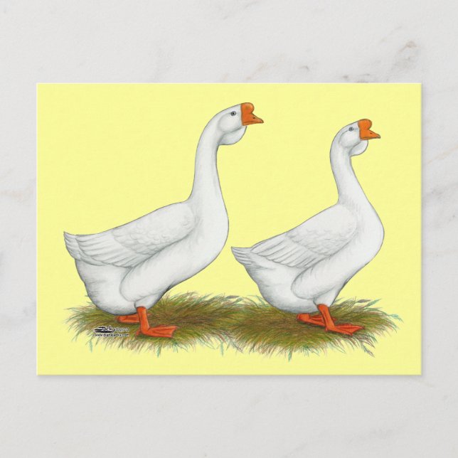 Postal Geese africano blanco (Anverso)