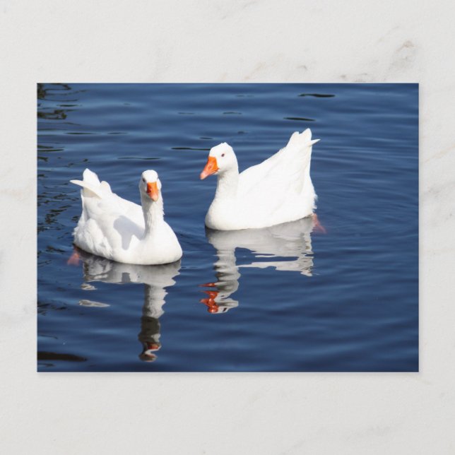 Postal Geese blanco 9598 (Anverso)