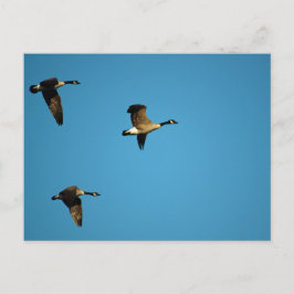 Postal Geese canadiense