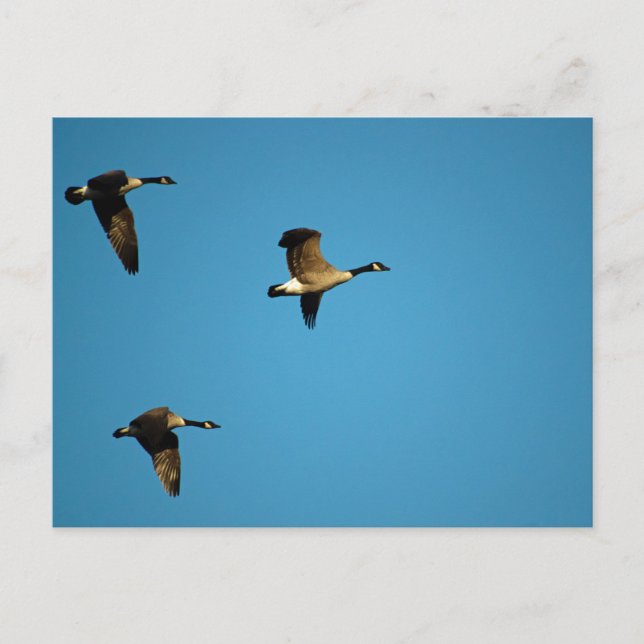 Postal Geese canadiense (Anverso)