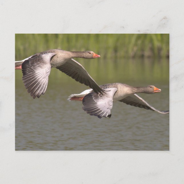 Postal Geese canadiense (Anverso)