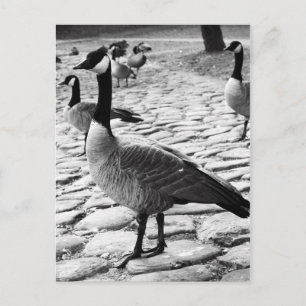 Postal Geese Canadiense Cerca Del Lago Postcard