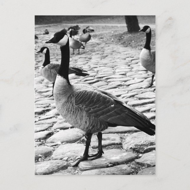Postal Geese Canadiense Cerca Del Lago Postcard (Anverso)