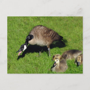 Postal Geese canadiense con madre 1
