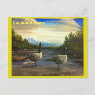 Postal Geese canadiense en el lago Beaver. -Tarjeta Posta