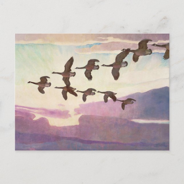 Postal Geese canadiense en primavera por Newell Convers W (Anverso)