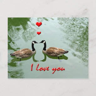 Postal Geese Couple in Love - 'I Love You' Hearts