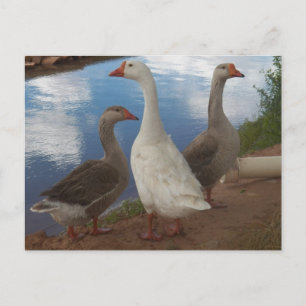 Postal Geese de Camp Verde