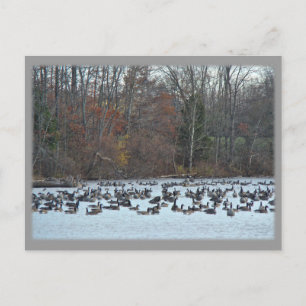 Postal Geese de Canadá en el embalse de Green Lane