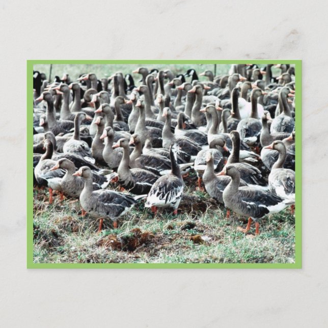 Postal Geese de frente blanco inmaculado en pluma (Anverso)