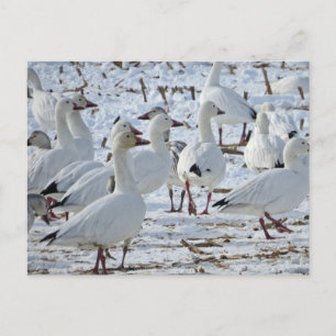 Postal Geese de nieve mayor en Cornfield (invierno)
