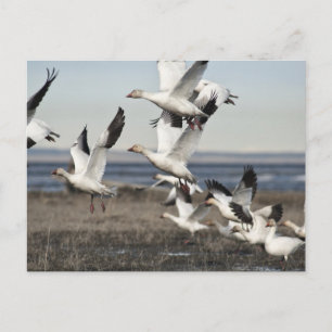 Postal Geese de nieve voladora