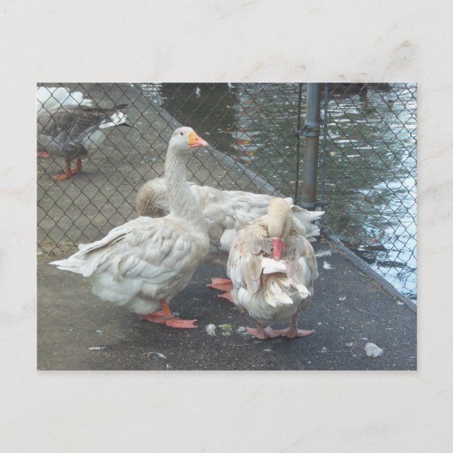 Postal Geese de Preening (Anverso)