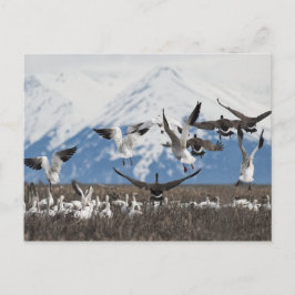 Postal Geese dispersivo