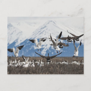Postal Geese dispersivo