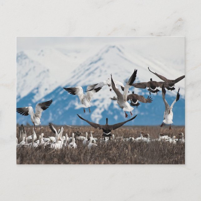 Postal Geese dispersivo (Anverso)