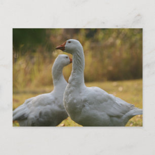 Postal Geese en Australia