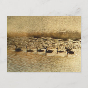 Postal Geese en Golden Pond
