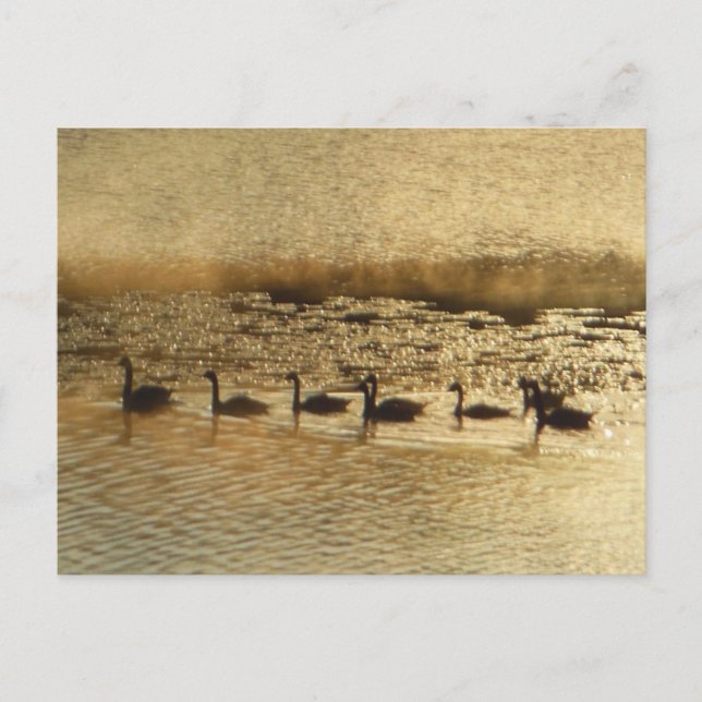 Postal Geese en Golden Pond (Anverso)