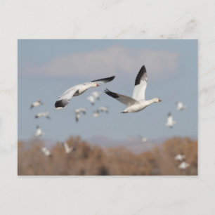 Postal Geese en los cielos de Bosque
