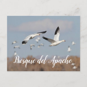 Postal Geese en los cielos del Bosque del Apache